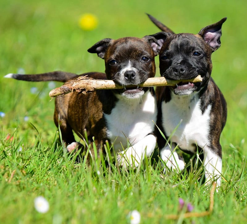 Staffordshire Bull Terrier - Killy'rena