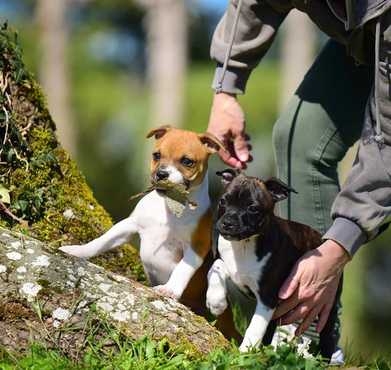 Staffordshire Bull Terrier - Killy'rena