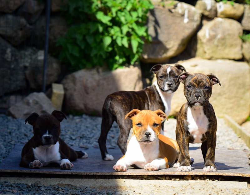 Staffordshire Bull Terrier - Killy'rena