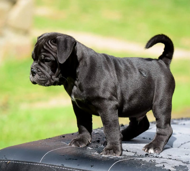 Chiot N°3