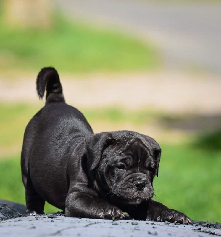 Bulldog continental - Killy'rena