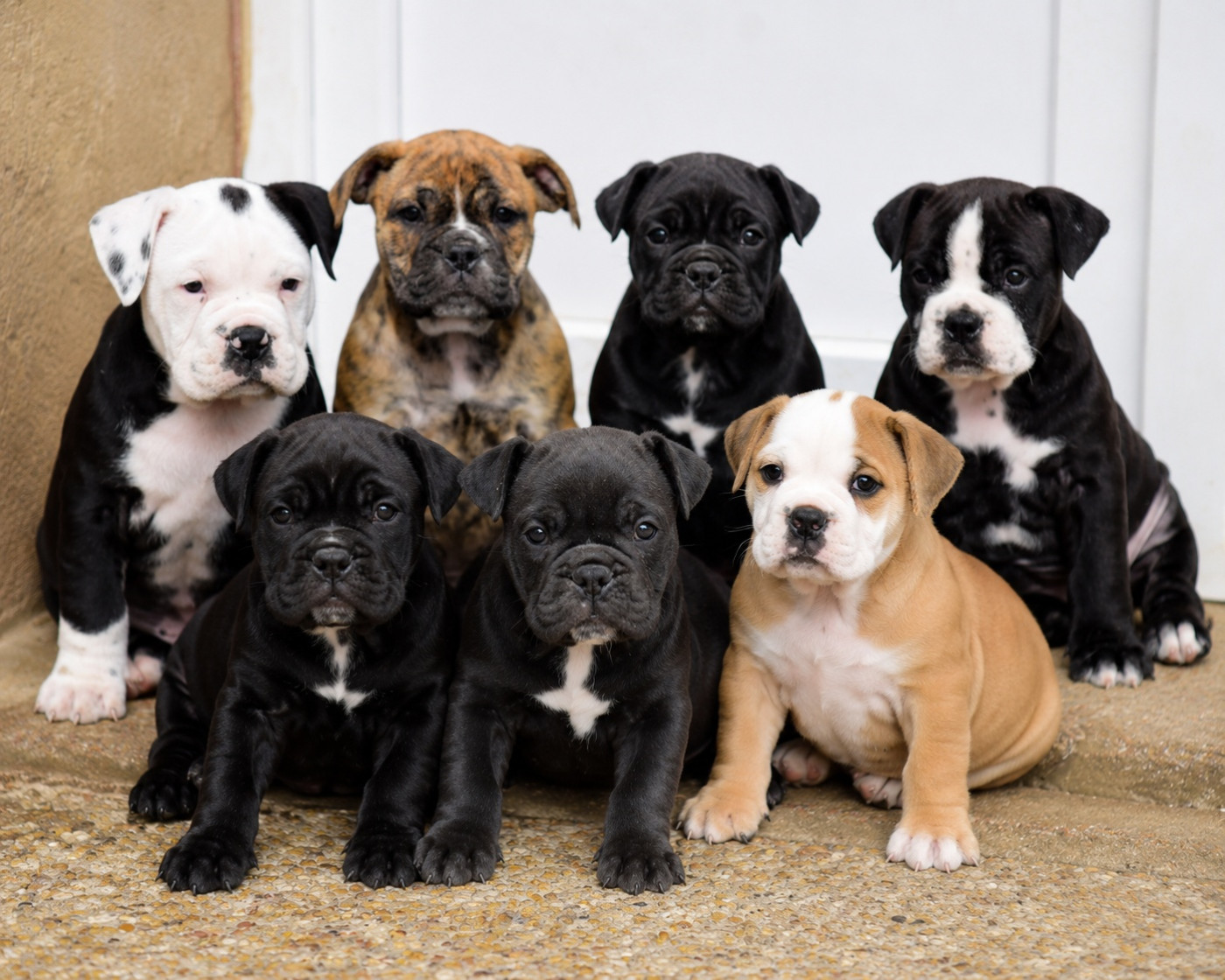 Bulldog continental - Killy'rena