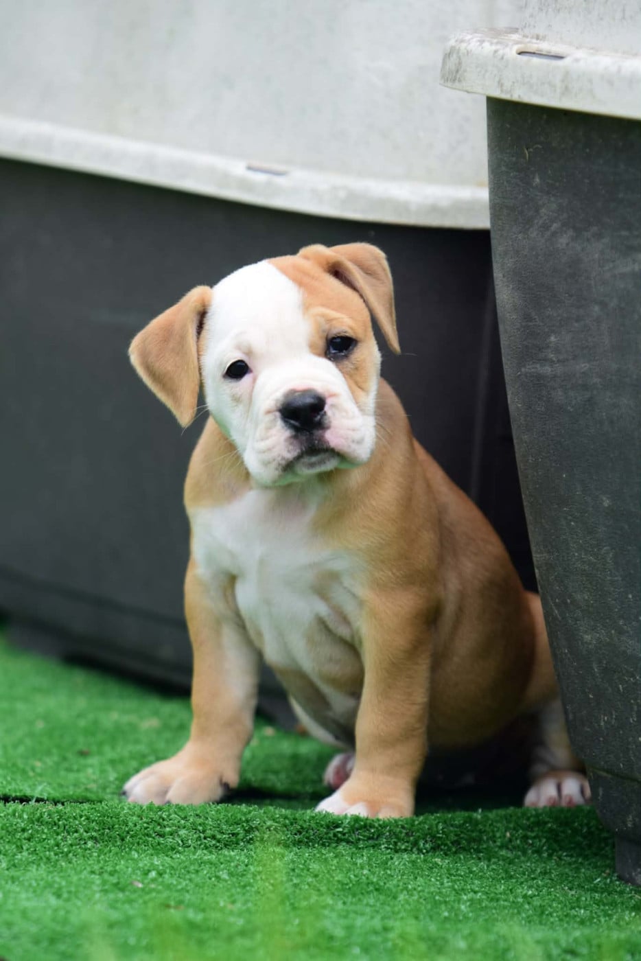 Chiot N°6