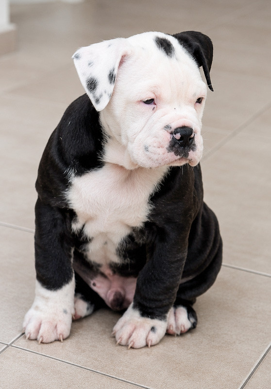 Chiot N°1