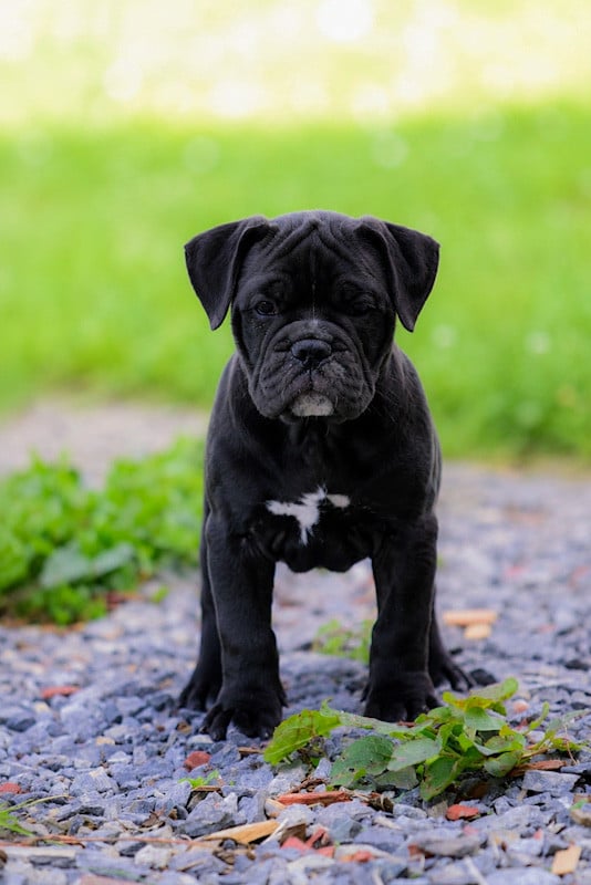 Chiot N°3