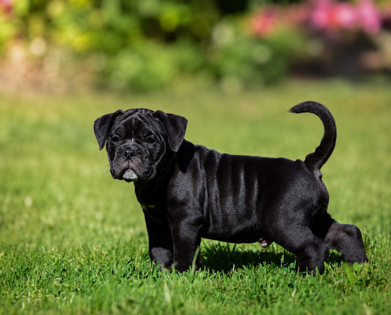 Chiot N°3