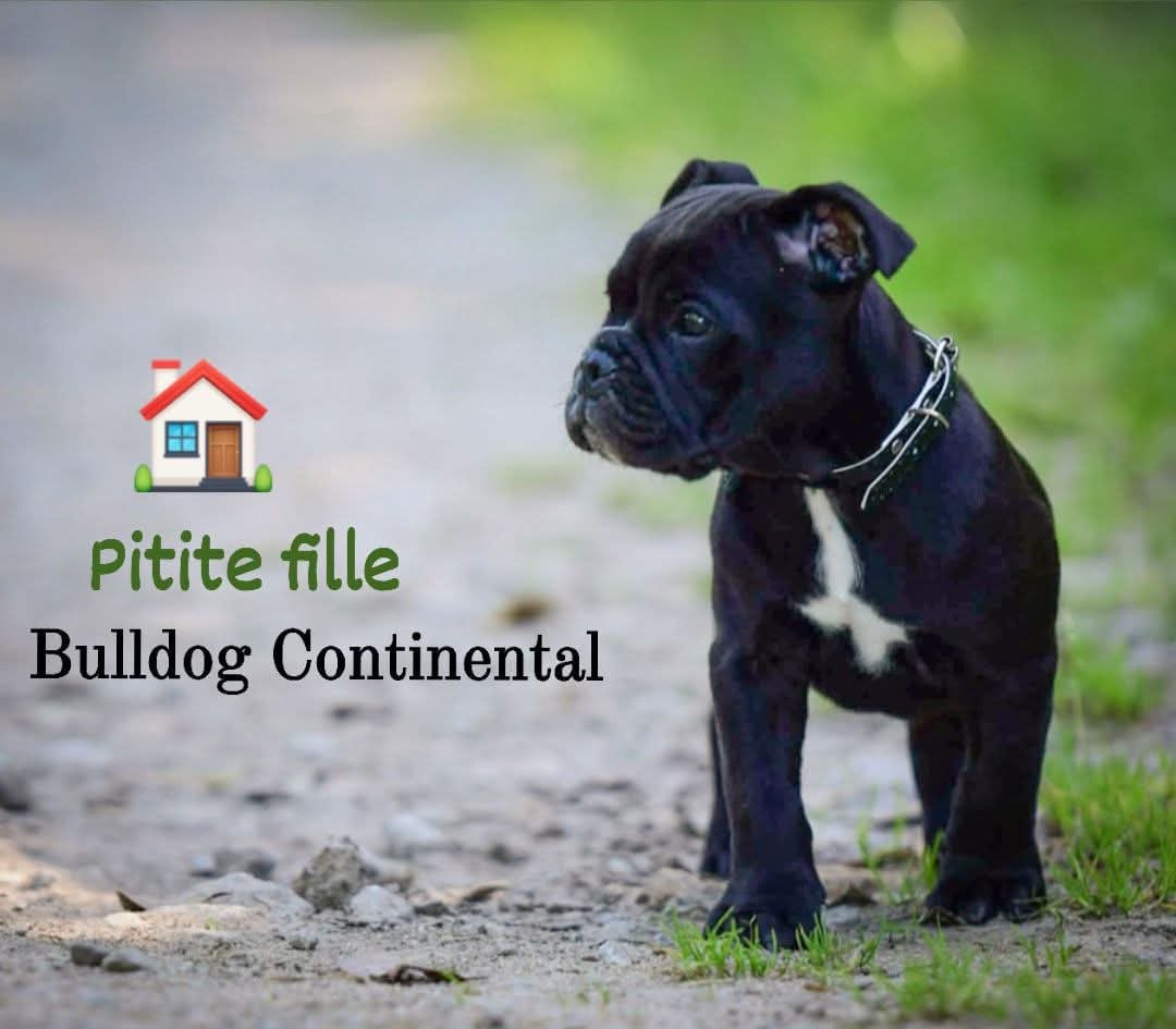 Chiot N°4