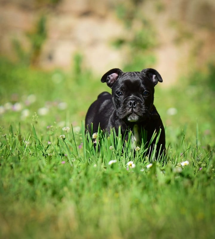 Chiot N°4