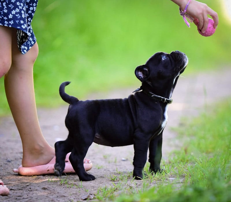 Chiot N°4