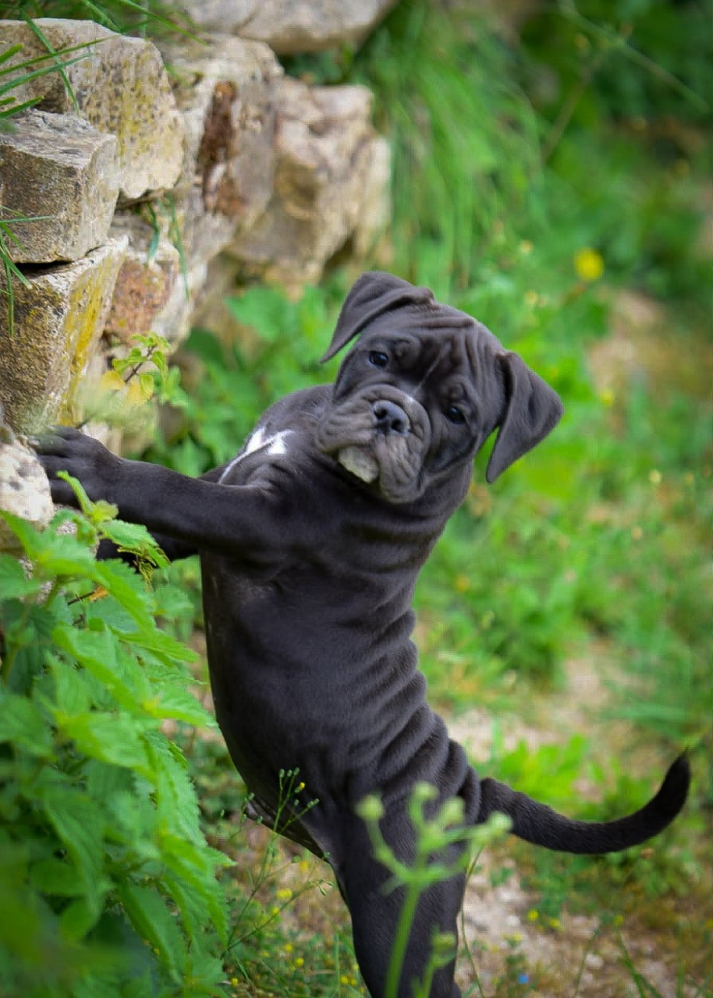 Chiot N°3