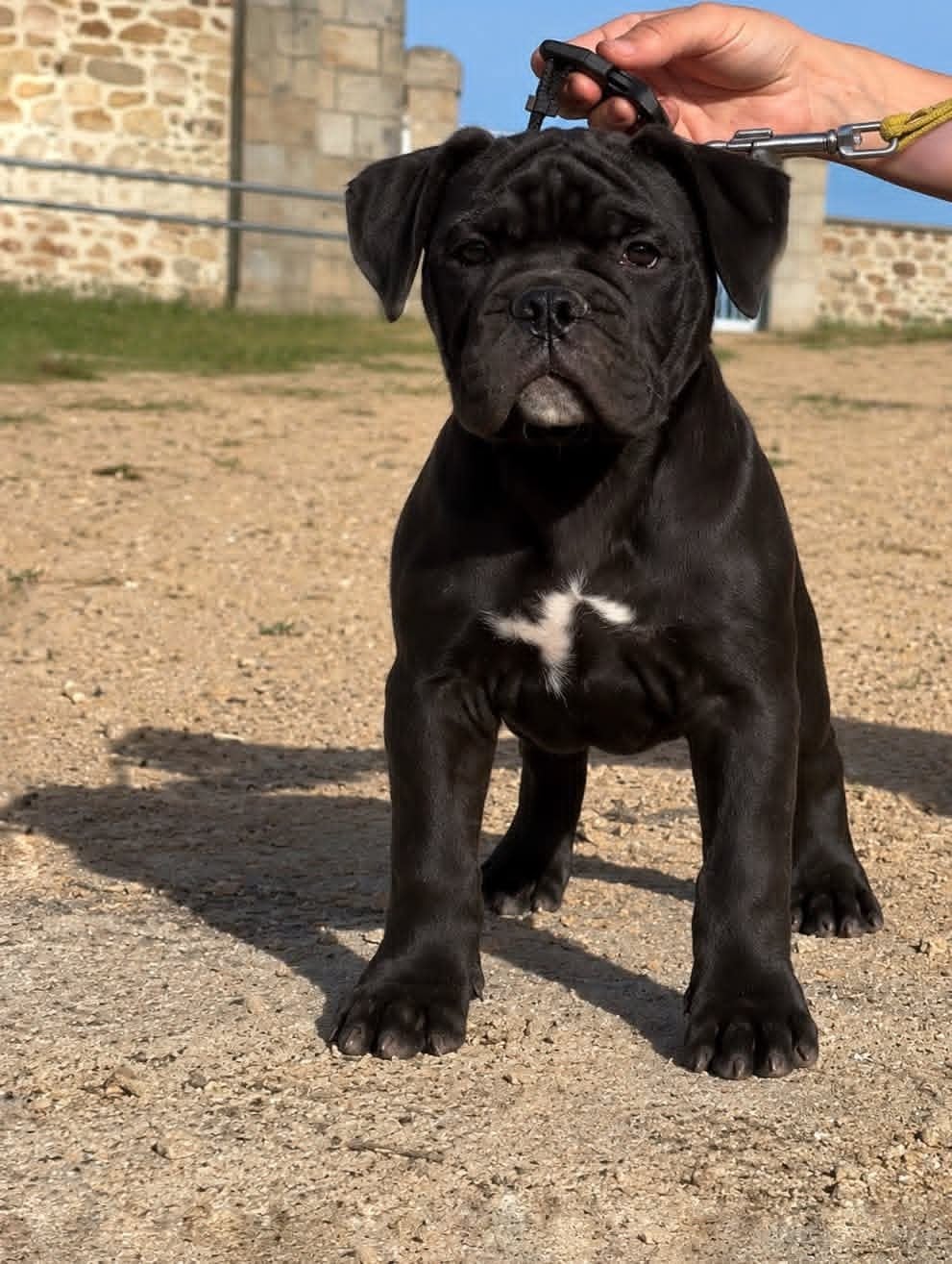 Chiot N°3