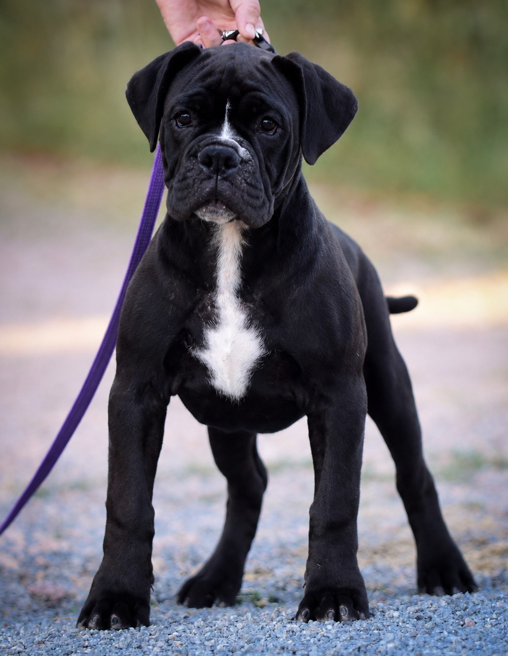 Chiot N°5