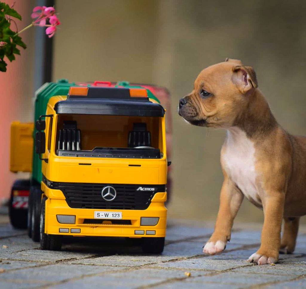 Staffordshire Bull Terrier - Killy'rena