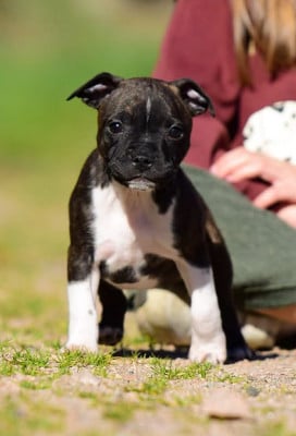 Les chiots de Staffordshire Bull Terrier