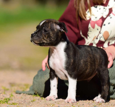 Les chiots de Staffordshire Bull Terrier