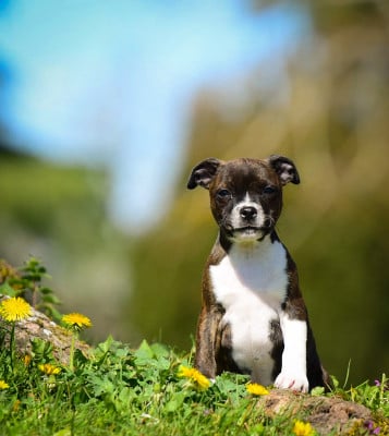 Les chiots de Staffordshire Bull Terrier