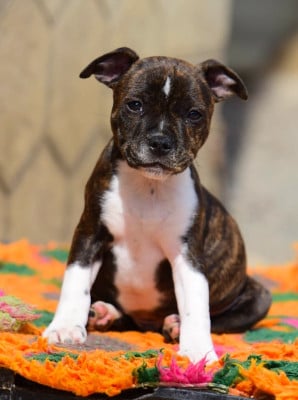 Les chiots de Staffordshire Bull Terrier