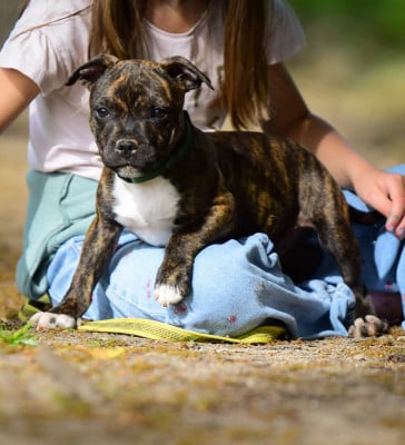 Les chiots de Staffordshire Bull Terrier