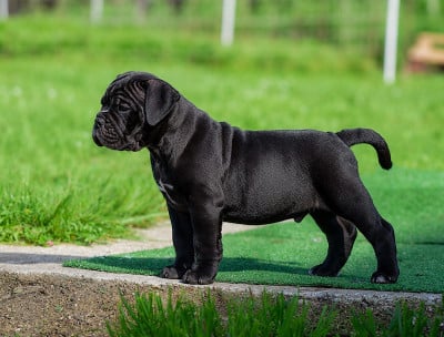 Les chiots de Bulldog continental