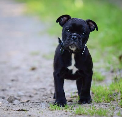 Les chiots de Bulldog continental