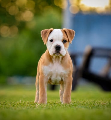 Les chiots de Bulldog continental