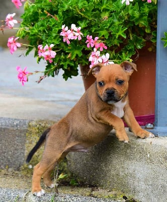 Les chiots de Staffordshire Bull Terrier
