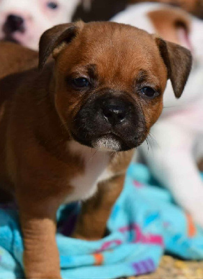 Les chiots de Staffordshire Bull Terrier