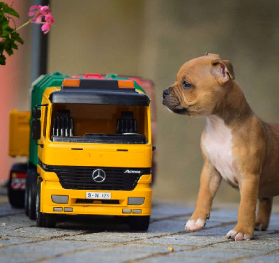 Les chiots de Staffordshire Bull Terrier