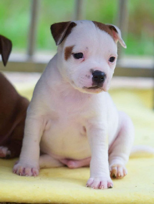 Les chiots de Staffordshire Bull Terrier