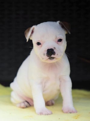 Les chiots de Staffordshire Bull Terrier