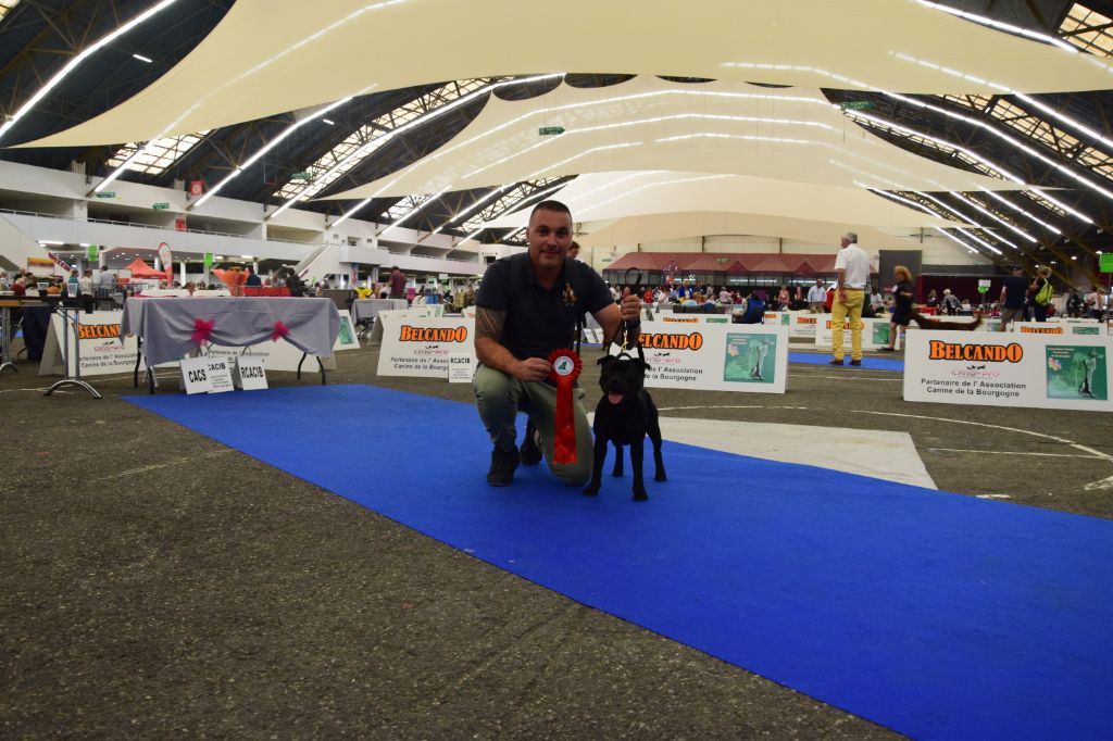 Spartans Devotion Panthéon pride - 1er Très Prometteur en Classe Puppy.