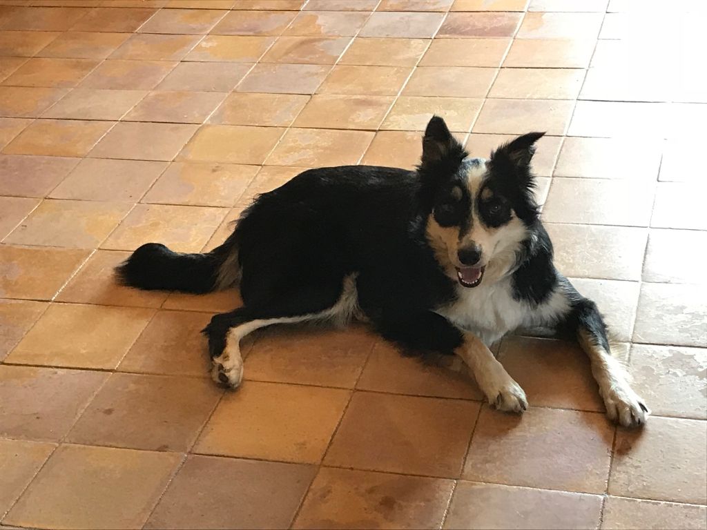 Publication : Du Domaine De La Butte Noire Auteur : L.Calviac