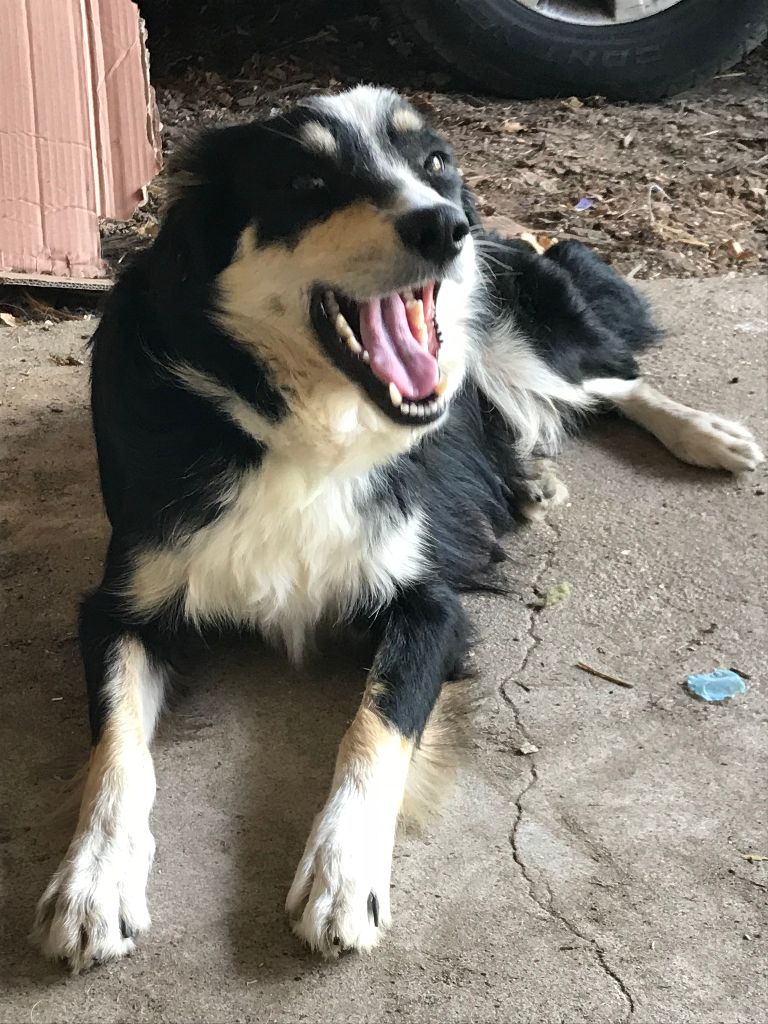 Publication : Du Domaine De La Butte Noire Auteur : L.Calviac