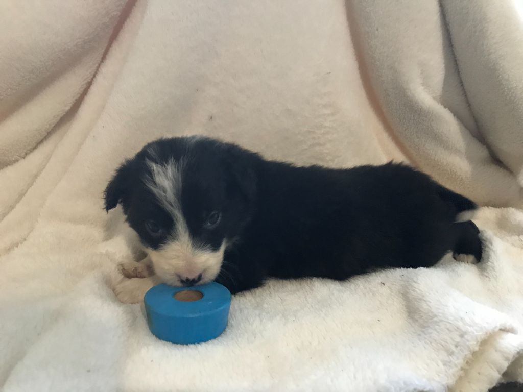 Chiot Border Collie, Robie, femelle disponible en CentreVal de Loire, 28 Eure et Loir. Toutes Chiot Border Collie, Robie, femelle disponible en CentreVal de Loire, 28 Eure et Loir. Toutes