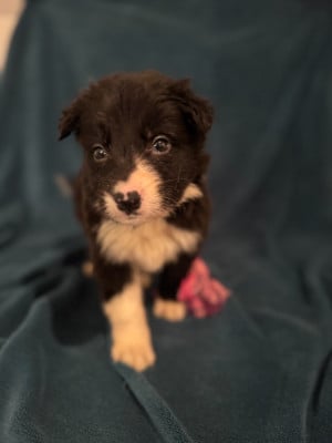 Les chiots de Border Collie