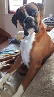 Phoebus Des Rêves De Cookie