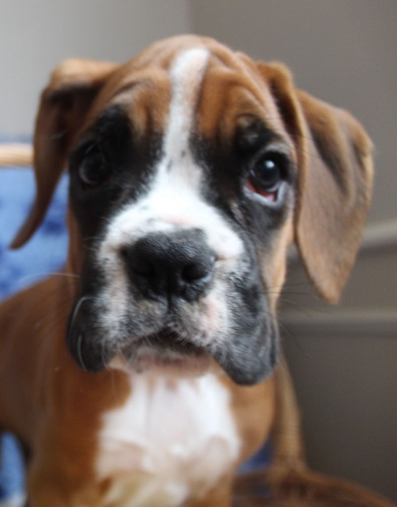 Phoebus Des Rêves De Cookie