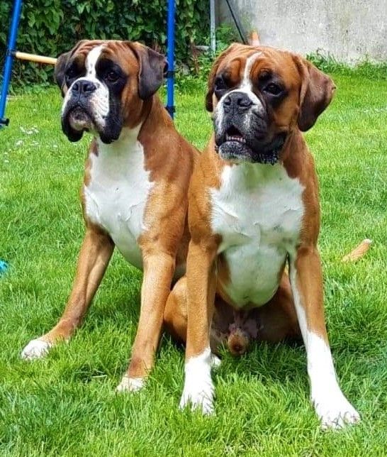 Phoebus Des Rêves De Cookie