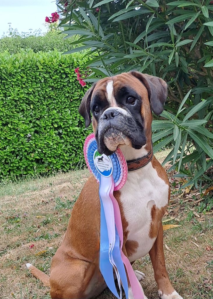 CH. Tibie-rose Des Rêves De Cookie