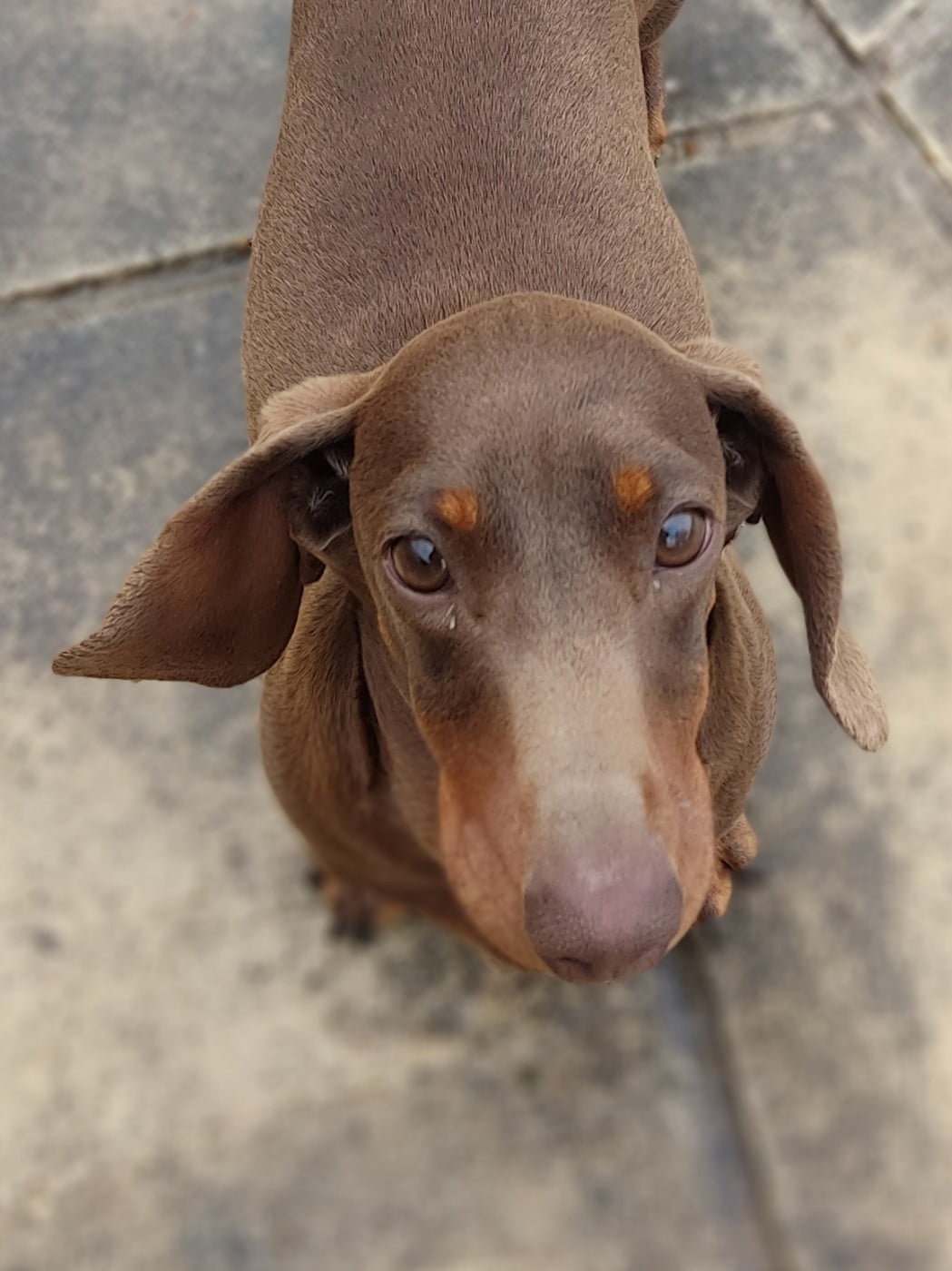 Valrhona dite Minnie des Prestiges d'Aranjuez