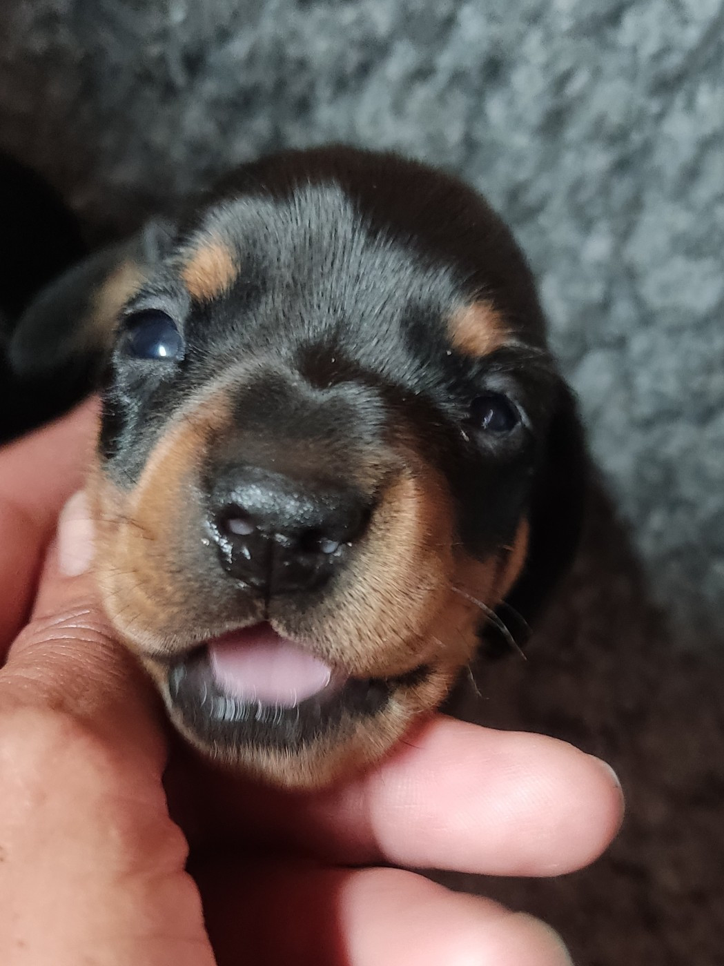 BRUNO