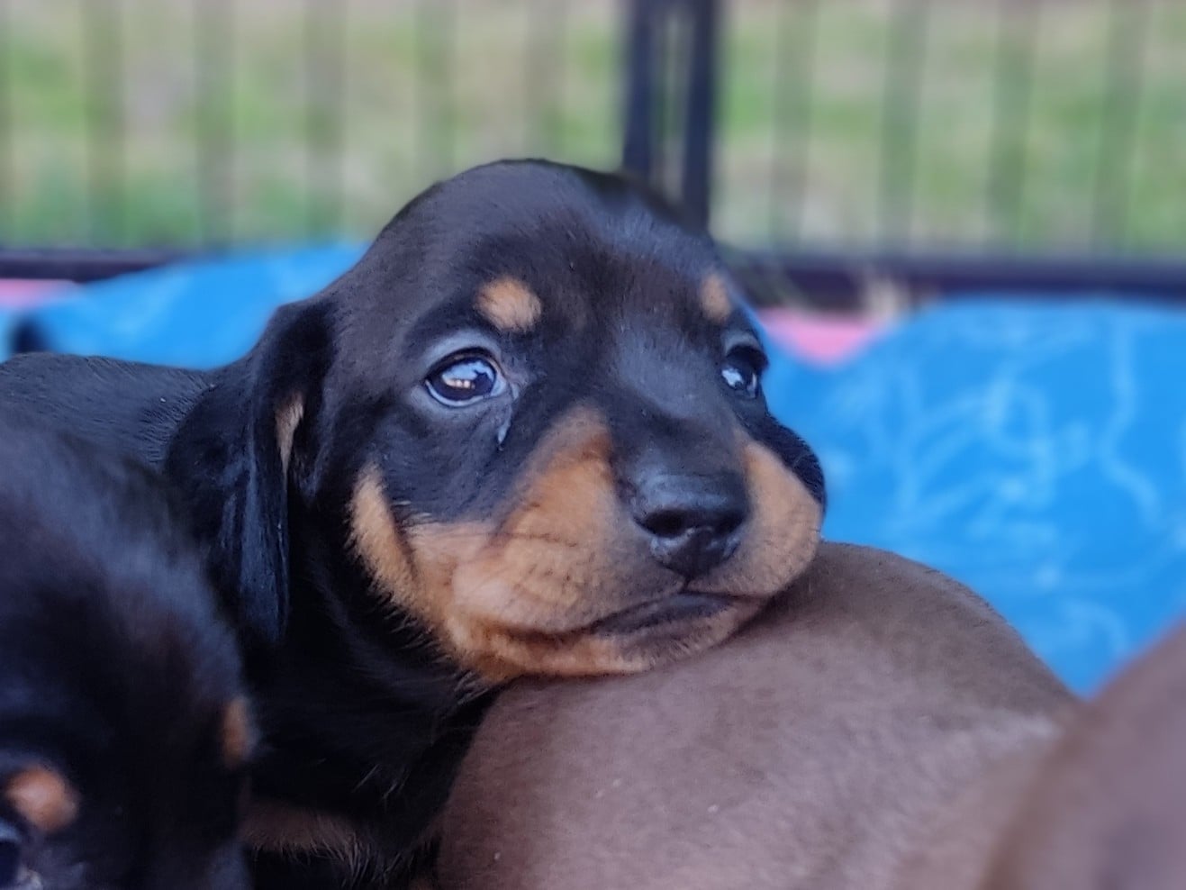 BRUNO