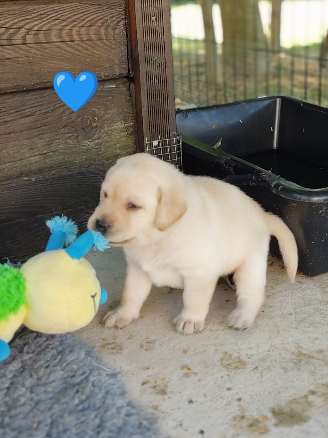 BALOU