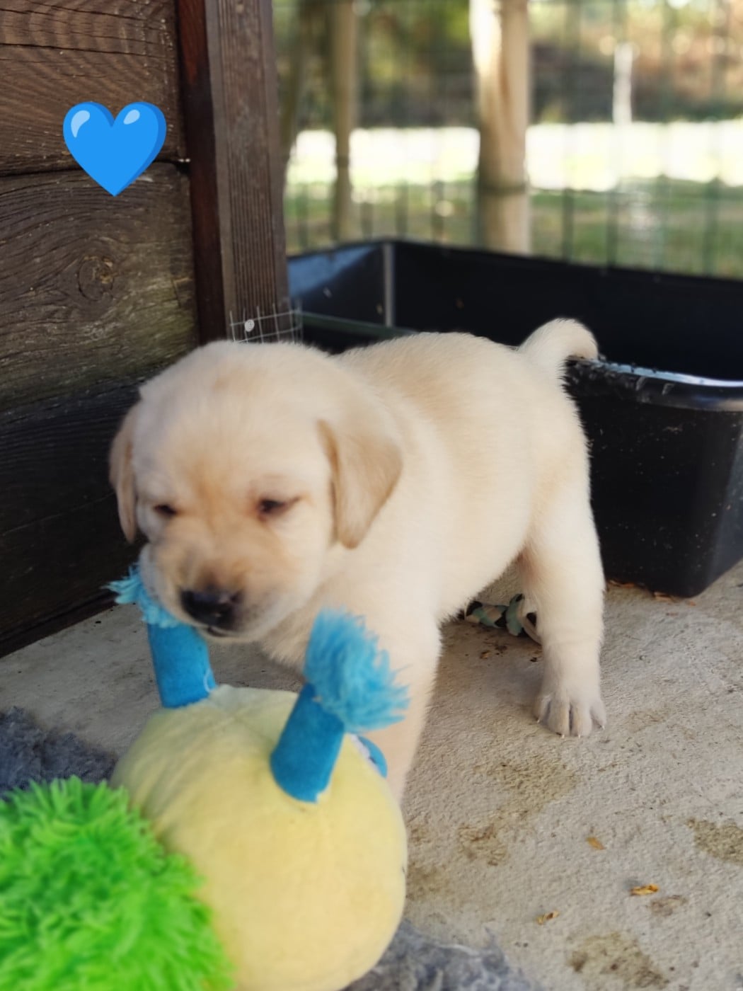 BALOU