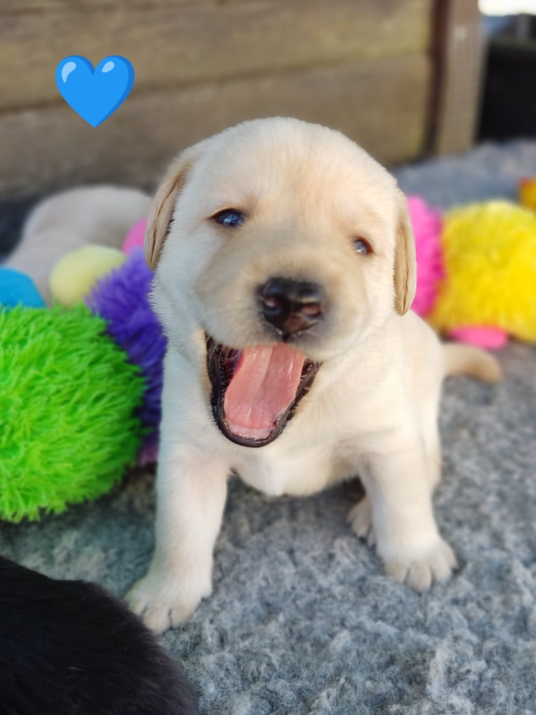 BALOU