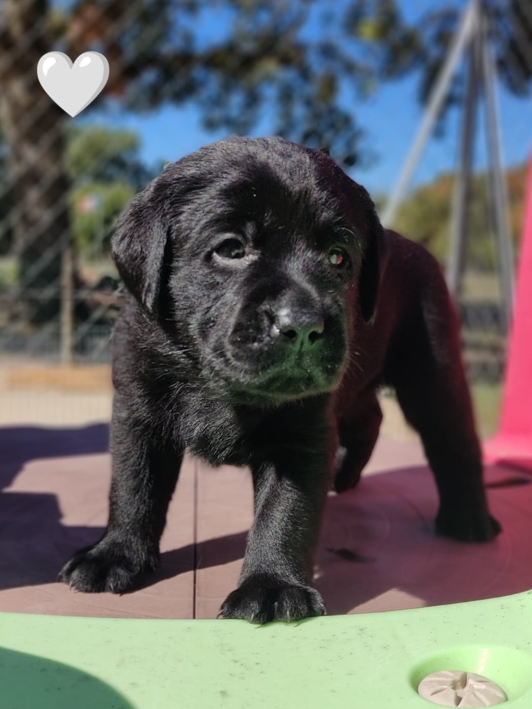 BALOO