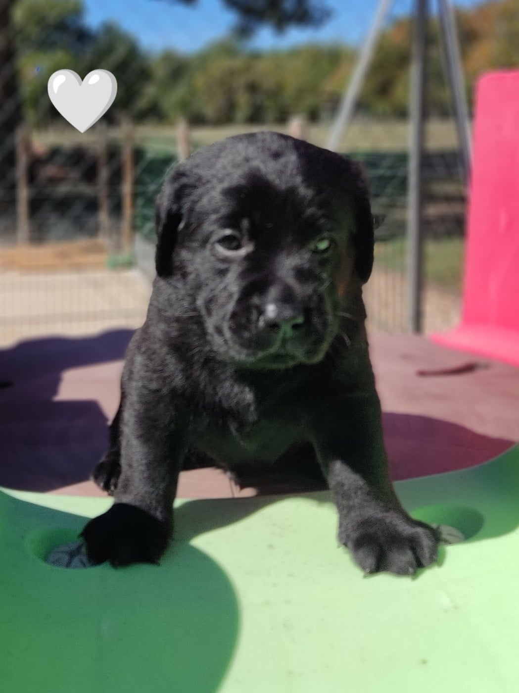 BALOO
