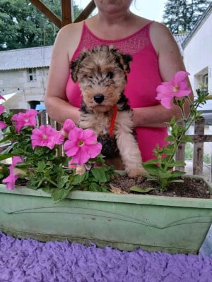 Les chiots de Lakeland Terrier