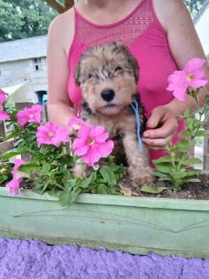 Les chiots de Lakeland Terrier