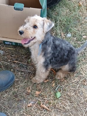 Les chiots de Lakeland Terrier